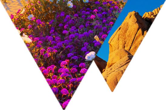 Flowers on the beach dunes and cliffs