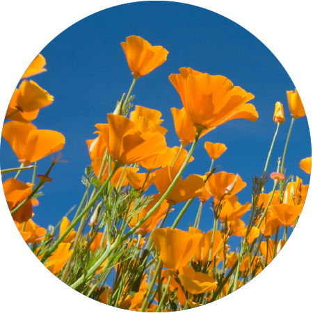 California poppy